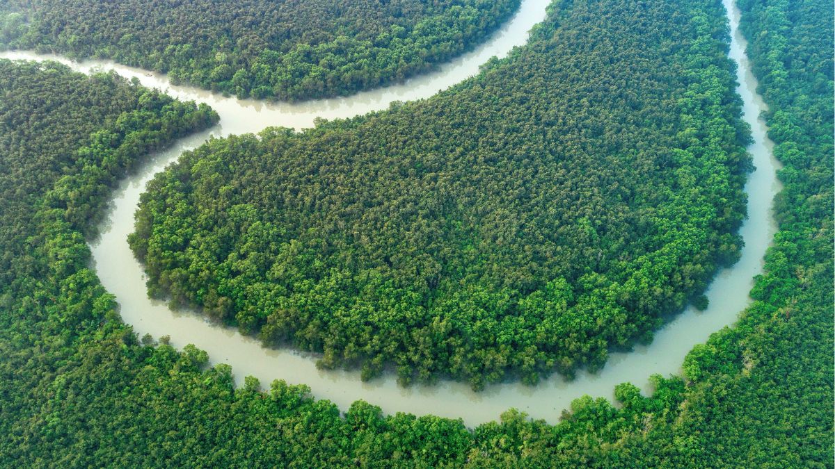 Sundarbans: A Living Poem Written by Its Rivers